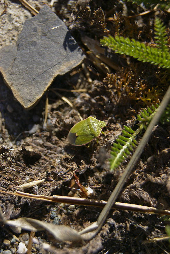 stink bug SONY DSC stink bug