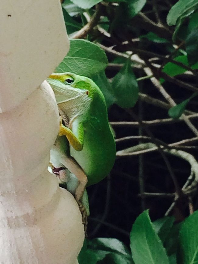 Anole Two green anole lizards mating on my porch. Anolis carolinensis,Carolina anole