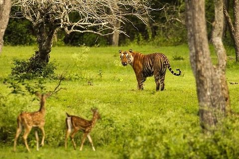 Spotted...deer stalking big cat! This was a unique opportunity... an uninterested Prince glancing back to see the deer following him.... Bengal tiger,Geotagged,India,Panthera tigris tigris