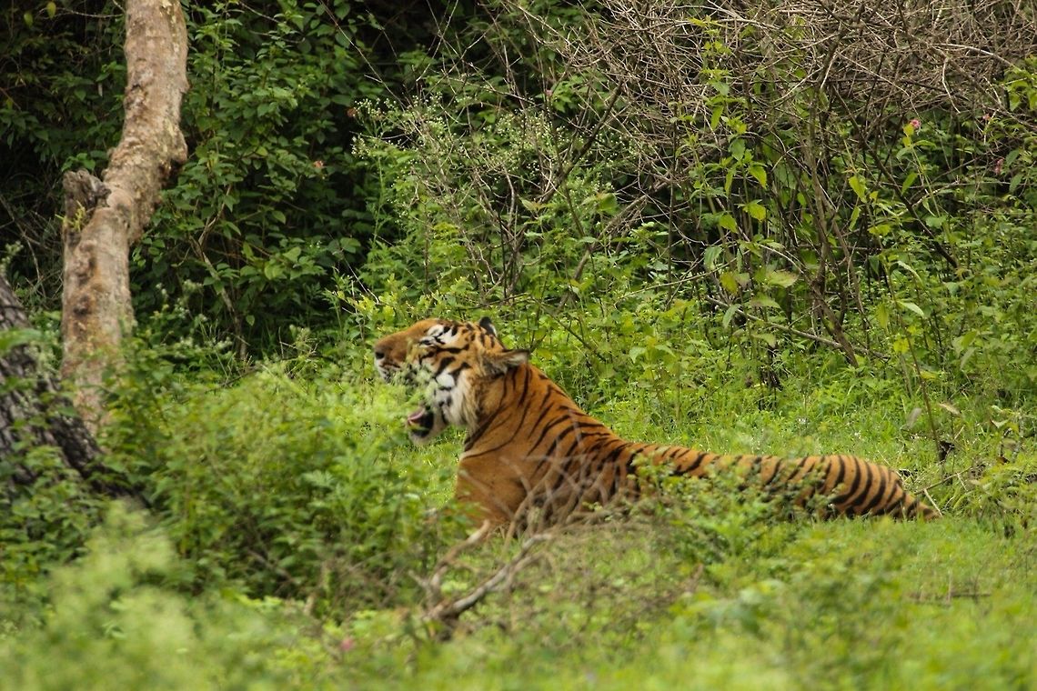 Prince Resting A profile shot of the Prince of Bandipur in his habitat... Geotagged,India,Panthera tigris,Tiger