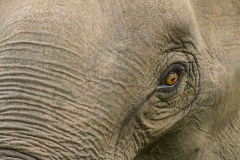 Eye of the Elephant Nice lighting gave me an opportunity to capture the expression in his eyes... Asian elephant,Elephas maximus,Geotagged,India