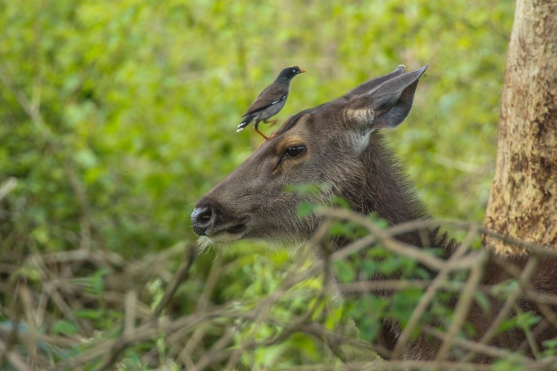Sambar deer A mynah bird enjoying a ride atop the deer... Geotagged,India,Rusa unicolor,Sambar