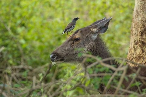 Sambar deer A mynah bird enjoying a ride atop the deer... Geotagged,India,Rusa unicolor,Sambar