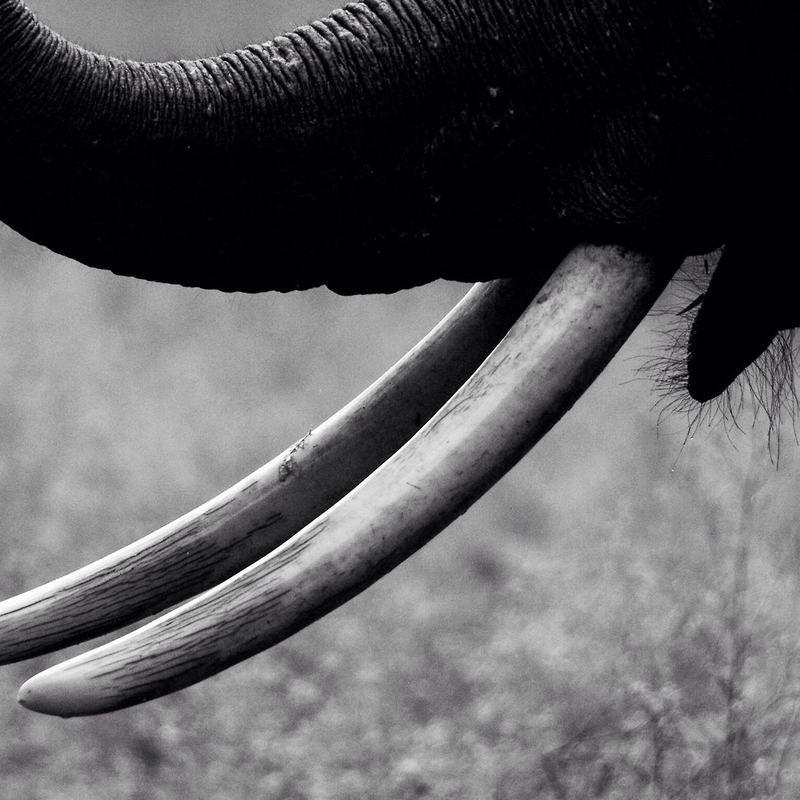 Toothy... The imposing tusks needed to be captured close-up...the B&amp;W adds a little punch to the effect Asian elephant,Elephas maximus,Geotagged,India