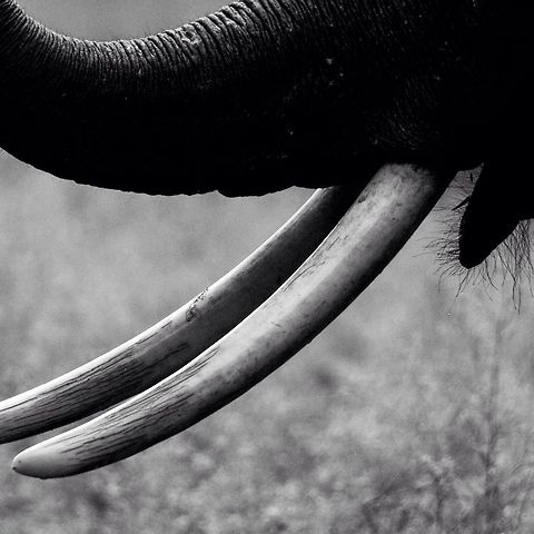 Toothy... The imposing tusks needed to be captured close-up...the B&W adds a little punch to the effect Asian elephant,Elephas maximus,Geotagged,India