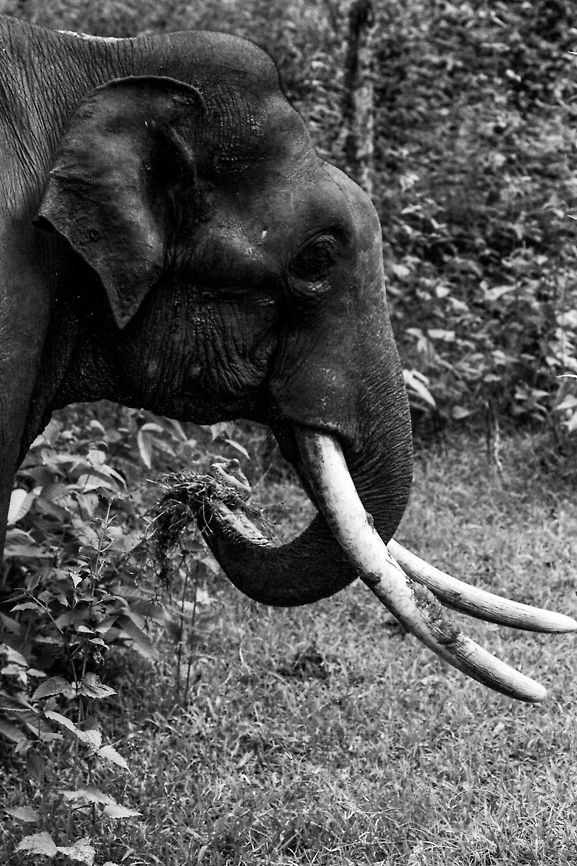 Male Asian Elephant Just a profile in B&amp;W to capture the mood... Asian elephant,Elephas maximus,Geotagged,India