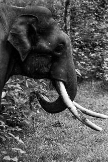 Male Asian Elephant Just a profile in B&W to capture the mood... Asian elephant,Elephas maximus,Geotagged,India
