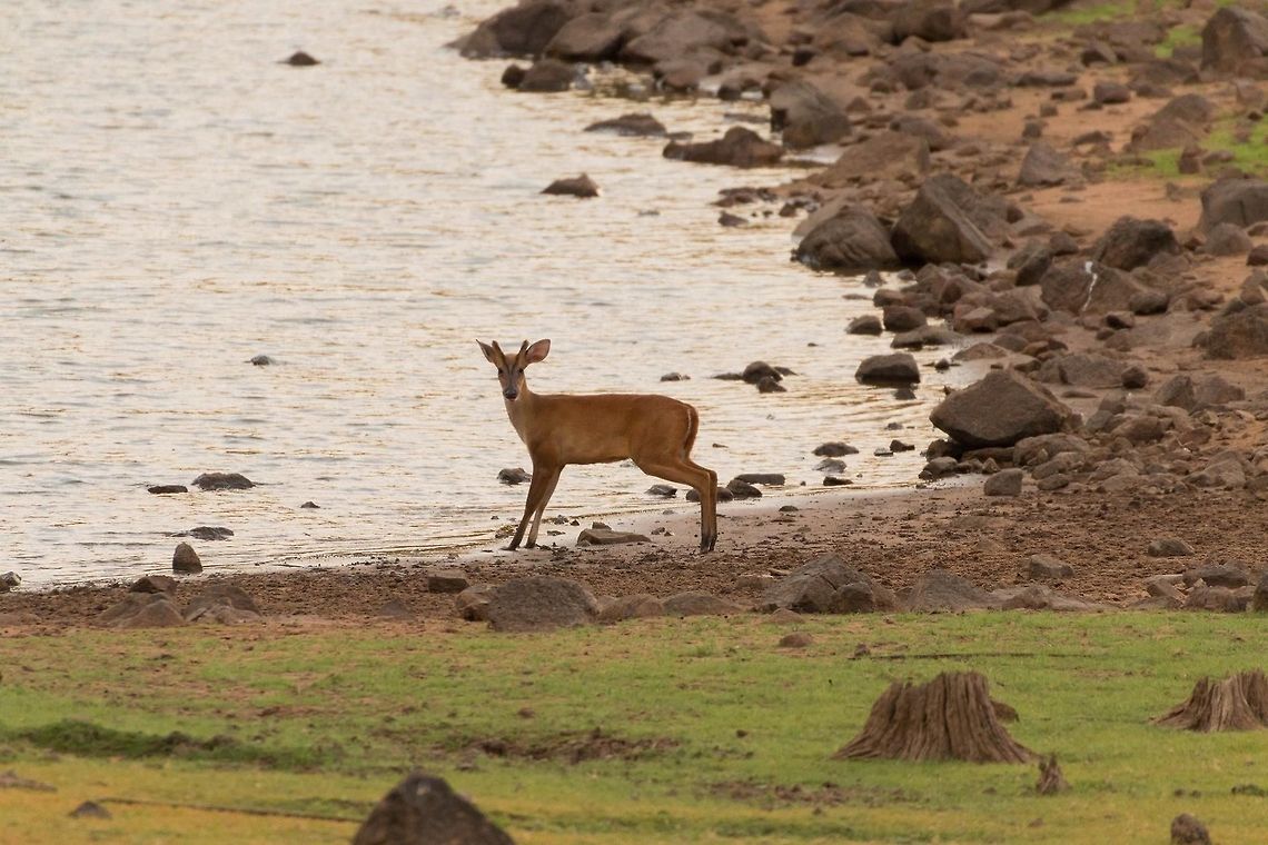Indian Muntjac This as a nice pose and the habitat was a bonus... Geotagged,India,Indian muntjac,Muntiacus muntjak