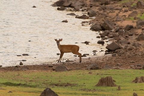 Indian Muntjac This as a nice pose and the habitat was a bonus... Geotagged,India,Indian muntjac,Muntiacus muntjak