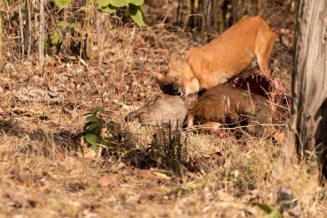 Indian wild dog The pack took turns finishing off the kill by the side of the road.  It is very rare to spot them as they are shy and elusive. Cuon alpinus,Dhole,Geotagged,India