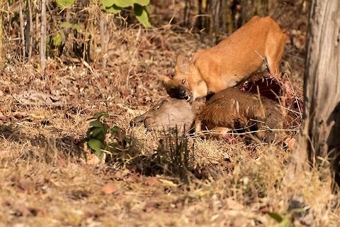 Indian wild dog The pack took turns finishing off the kill by the side of the road.  It is very rare to spot them as they are shy and elusive. Cuon alpinus,Dhole,Geotagged,India
