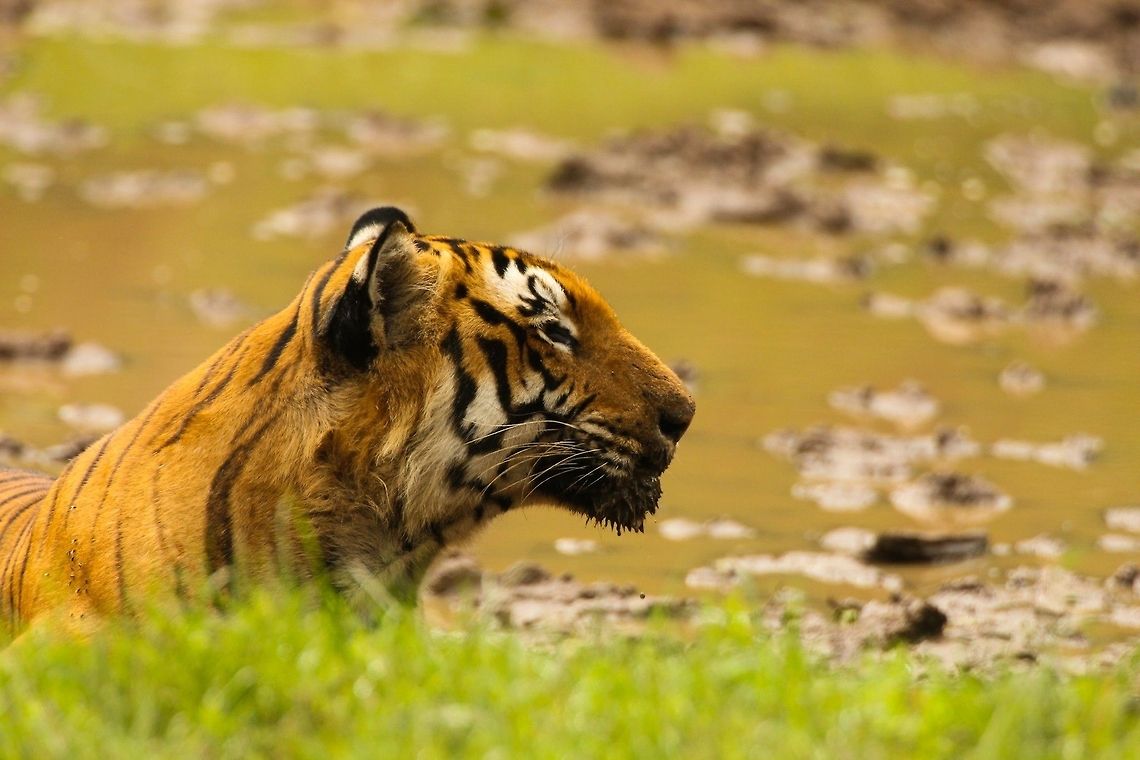 Prince in the Watering Hole Another profile of Prince int he watering hole licking salt... Geotagged,India,Panthera tigris,Tiger