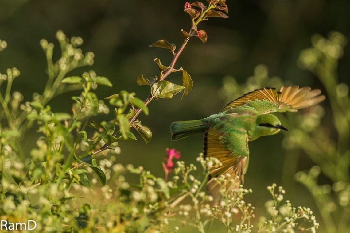 Bee eater caught in flight mode These fast birds are quite a handful to capture even when they are still, this was a bonus... Geotagged,Green Bee-eater,India,Merops orientalis