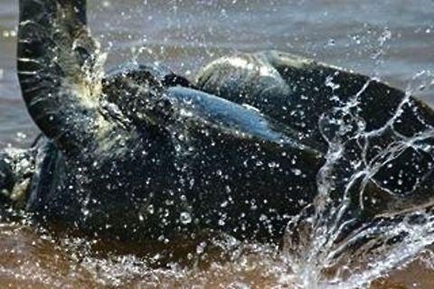 Mating Turtles This was a chance sighting to see turtles mate in the Pacific.... Chelonia mydas,Ecuador,Geotagged,Green sea turtle