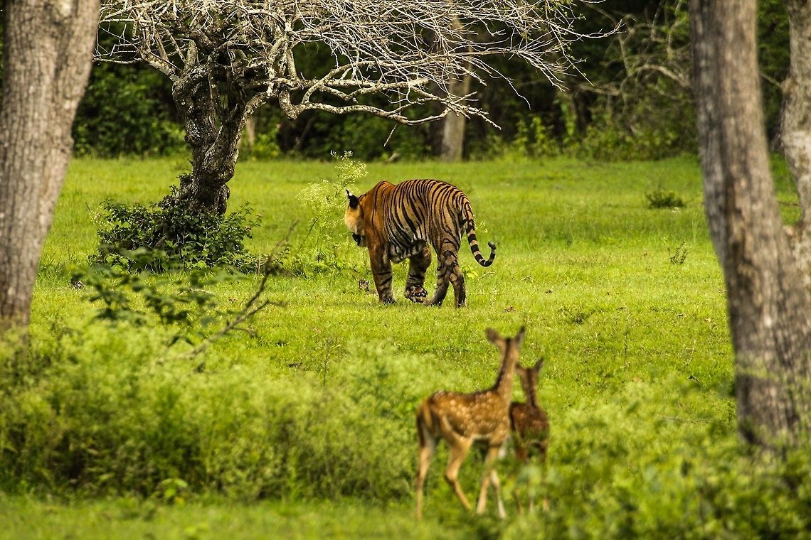 Deer Stalking Tiger... This is a continuation of the  earlier post, the deer continued to encircle Prince... Geotagged,India,Panthera tigris,Tiger