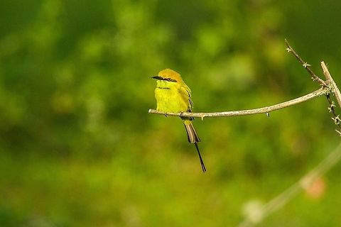Green Bee Eater This was a lovely perch and great ligthing.... Geotagged,Green Bee-eater,India,Merops orientalis