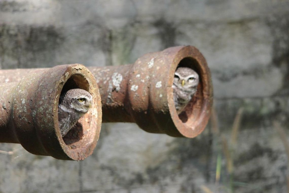 Double barrelled owlets... It was such an expected sighting while driving to the tiger enclosure... Athene brama,Geotagged,India,Spotted Owlet