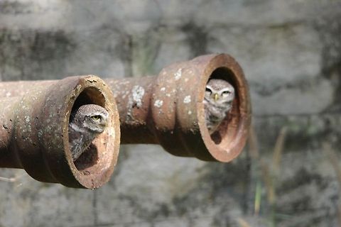 Double barrelled owlets... It was such an expected sighting while driving to the tiger enclosure... Athene brama,Geotagged,India,Spotted Owlet