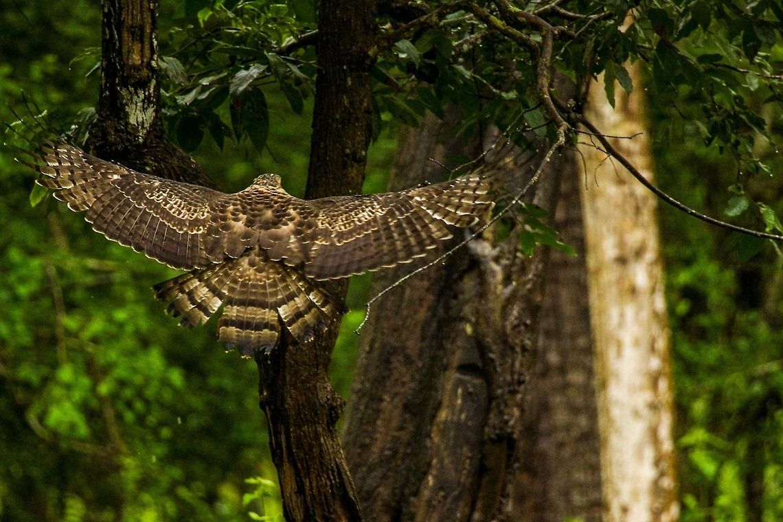 Crested Serpent Eagle in Flight It took front the ground after devouring its prey...  Crested Serpent Eagle,Geotagged,India,Spilornis cheela