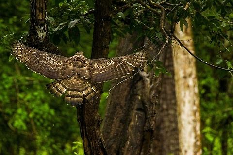 Crested Serpent Eagle in Flight It took front the ground after devouring its prey...  Crested Serpent Eagle,Geotagged,India,Spilornis cheela