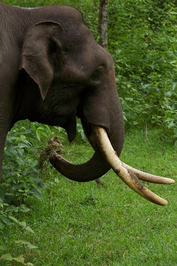 Grazing Asian Elephant This was by the side of the road, he was nonchalantly eating without bothering our vehicles... Asian elephant,Elephas maximus,Geotagged,India