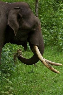 Grazing Asian Elephant This was by the side of the road, he was nonchalantly eating without bothering our vehicles... Asian elephant,Elephas maximus,Geotagged,India