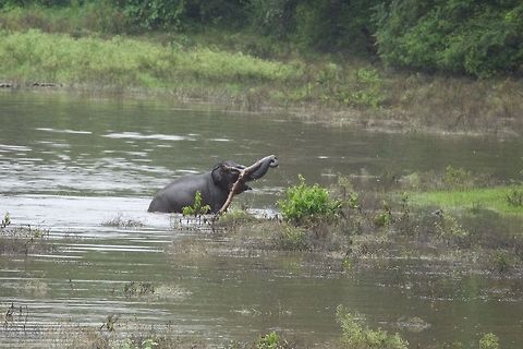 Frolicking Elephant Spent 10 minutes watching him play with the log all by himself in the water, while we we were getting a soaking from the monsoons... Asian elephant,Elephas maximus,Geotagged,India