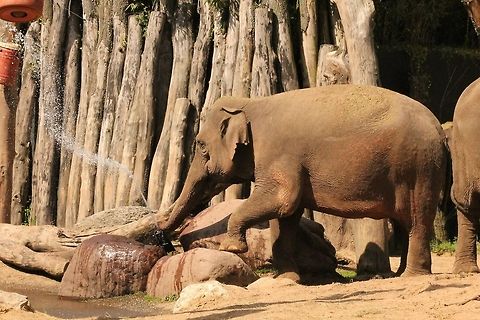 Elephant Footy This Elephant in Amersfoort Zoo had mastered the art of turning on the tap with his foot...quite hilarious... Asian elephant,Elephas maximus,Geotagged,The Netherlands