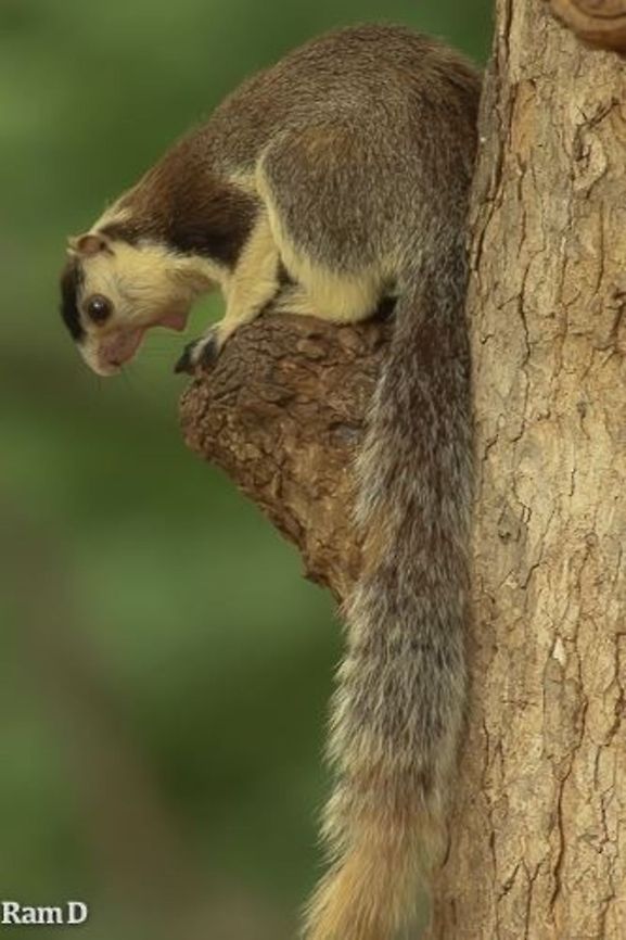 Grizzled Giant squirrel This is a near threatened species, very difficult to spot and found in only one location in Southern India. Very fortunate to have spotted it for a few seconds... Geotagged,India