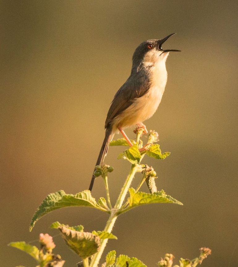 Ashy Prinia The morning light added the perfect touch to the lovely perch  Ashy Prinia,Geotagged,India,Prinia socialis