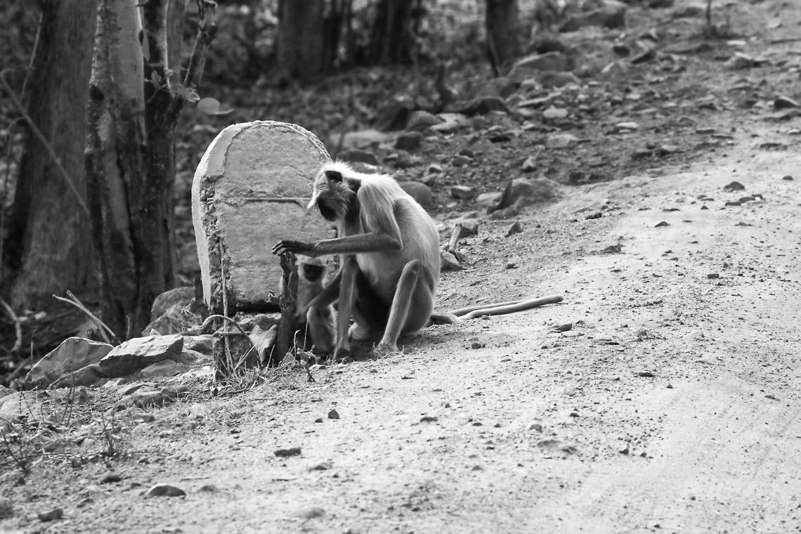 Langurs by the Side of the Road B&amp;W was chosen to give it more punch in the super light... Geotagged,India,Semnopithecus dussumieri,Southern plains gray langur