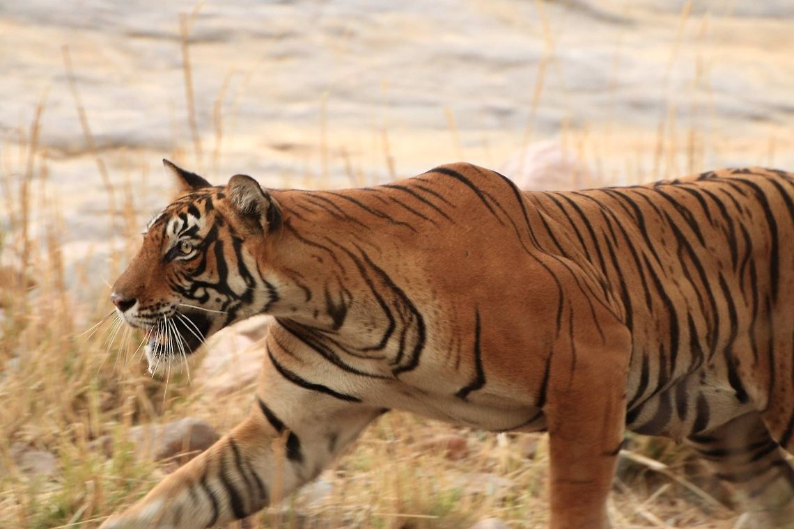 Noor in Stalking Pose We are all expecting a chase and a possible kill, but it was not to be.... Geotagged,India,Panthera tigris,Tiger