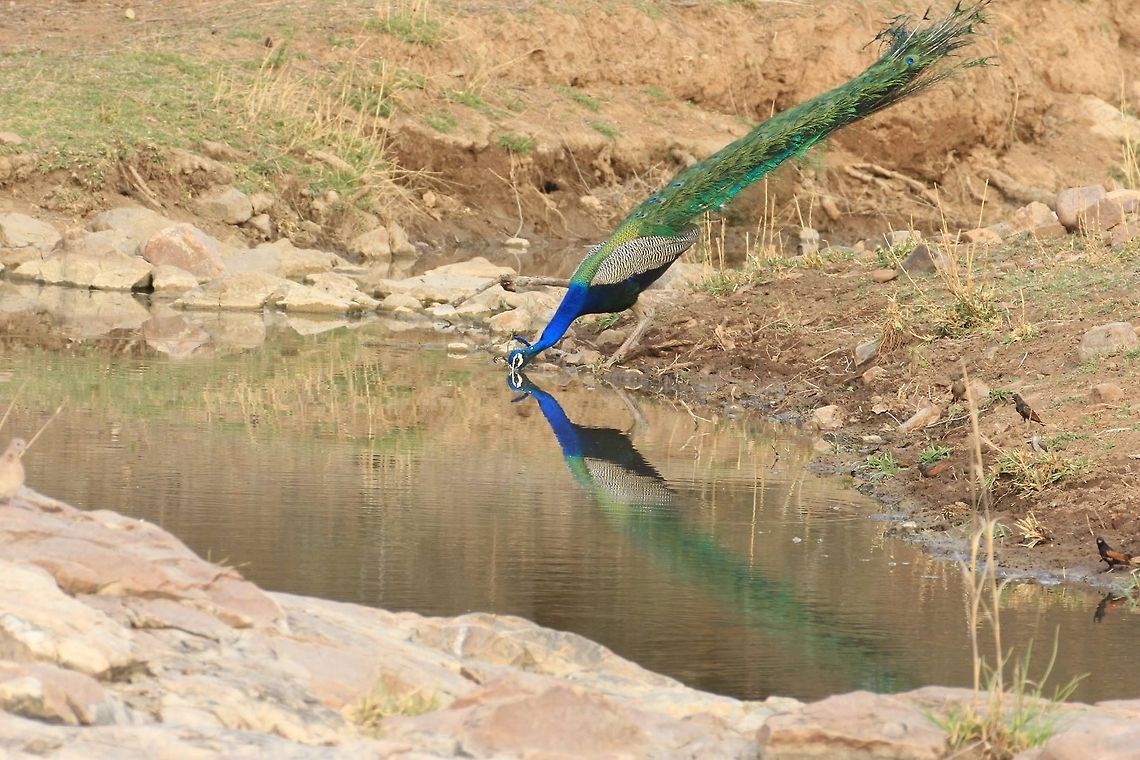 Reflection of a peacock... This scene while waiting for a tiger... Geotagged,India,Indian peafowl,Pavo cristatus