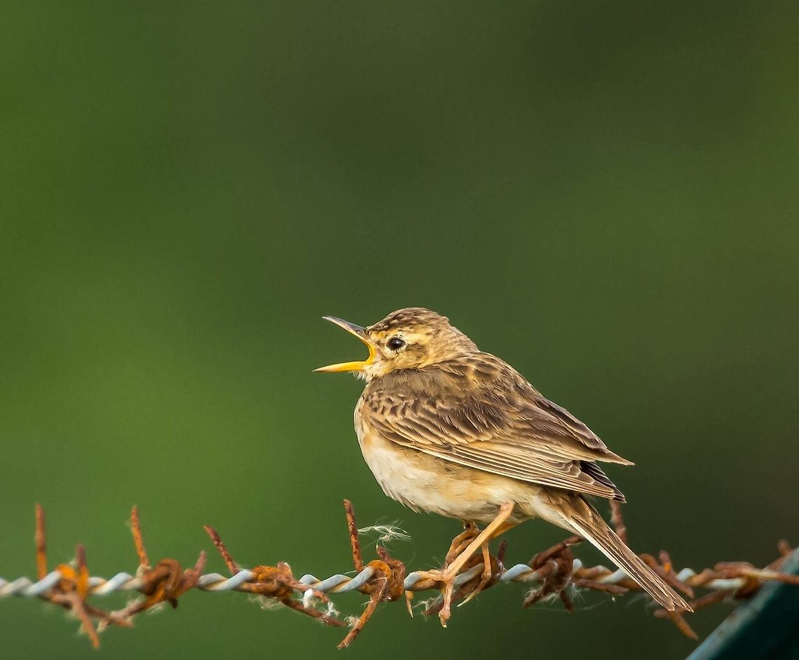 Oriental Pipit This was a nice perch and lighting.. Anthus chloris,Anthus rufulus,Geotagged,India,Paddyfield pipit,Yellow-breasted pipit