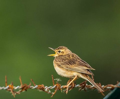 Oriental Pipit This was a nice perch and lighting.. Anthus chloris,Anthus rufulus,Geotagged,India,Paddyfield pipit,Yellow-breasted pipit