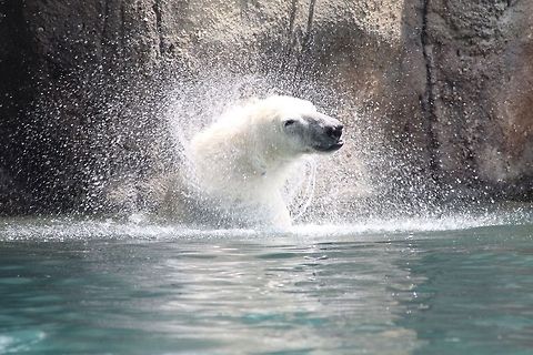 Polar bear shaking off This was an unexpected activity. He was playing in water and suddenly got up to shake off the water  Geotagged,Polar Bear,The Netherlands,Ursus maritimus