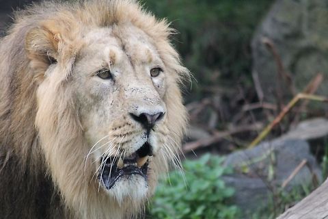 image  Lion,Panthera leo