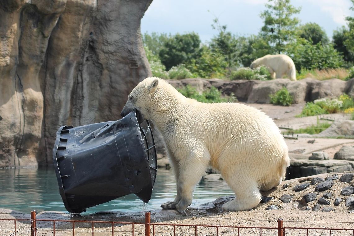 Polar Bear Antics Spent 30 minutes outside his enclosure to see what tricks he could pull off....good fun... Geotagged,Polar Bear,The Netherlands,Ursus maritimus