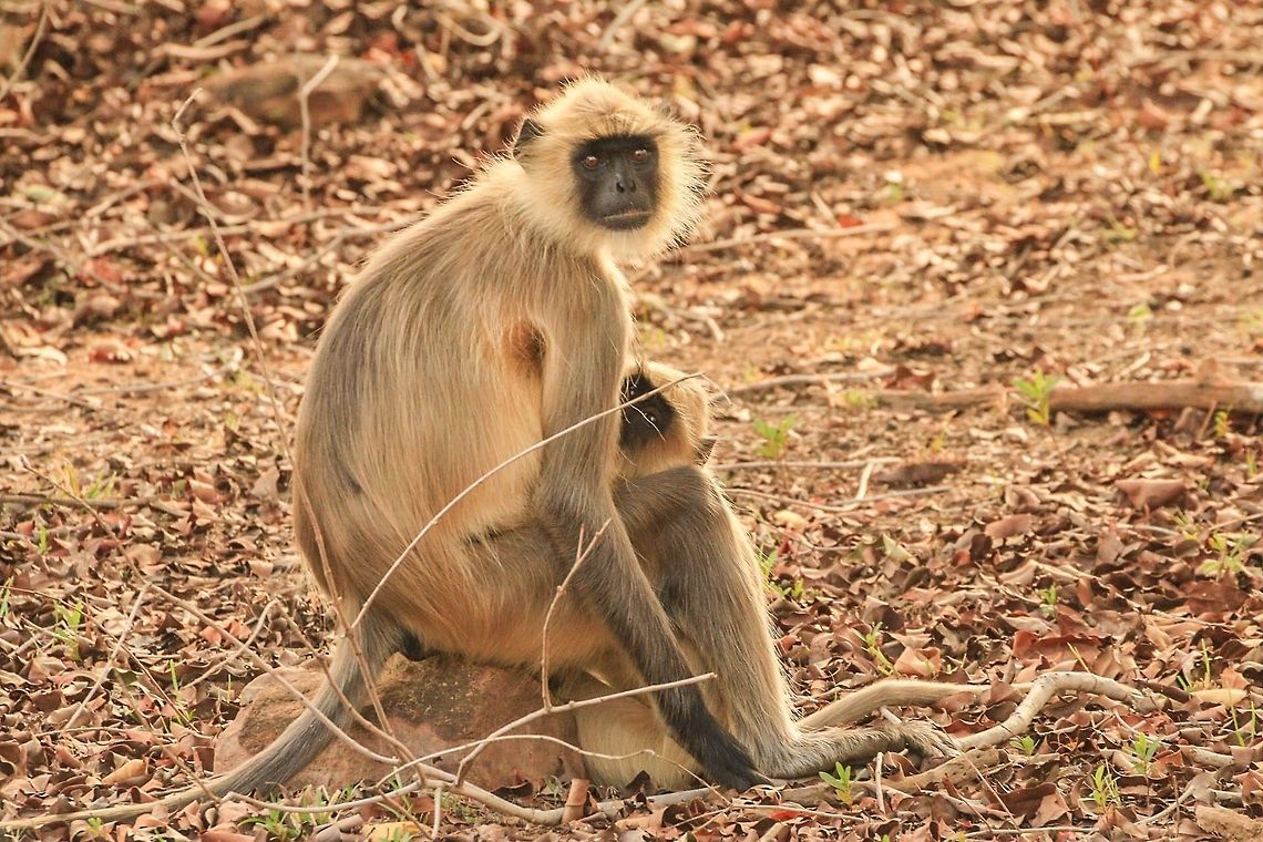 Langurs This was a lovely moment and the lighting was excellent Geotagged,India,Northern plains gray langur,Semnopithecus entellus