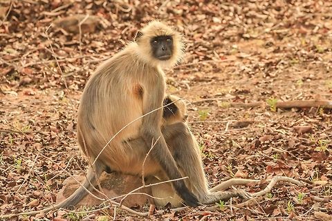 Langurs This was a lovely moment and the lighting was excellent Geotagged,India,Northern plains gray langur,Semnopithecus entellus