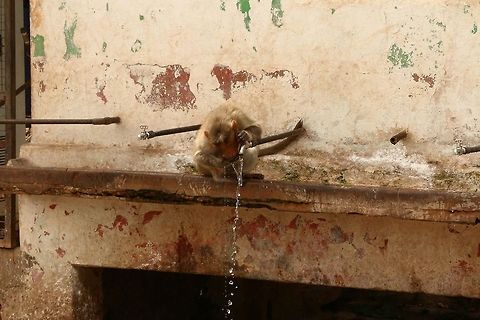 Monkey enjoying a cooling drink in the sweltering Hampi heat... It was fun seeing him operate the tap, almost second nature for the fella... Geotagged,India,Macaca mulatta,Rhesus macaque