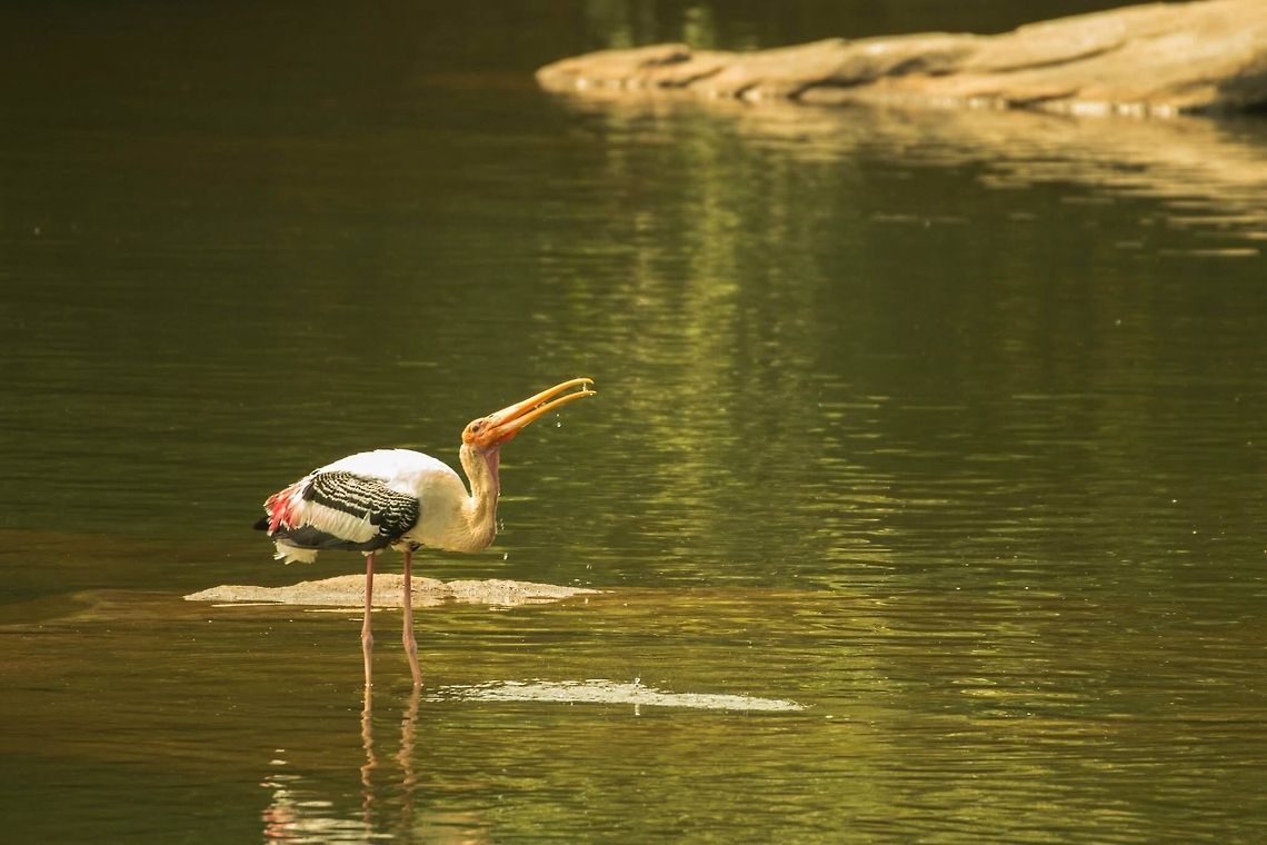 Painted Stork Just frozen in time... Geotagged,India,Milky Stork,Mycteria cinerea,Mycteria leucocephala,Painted Stork