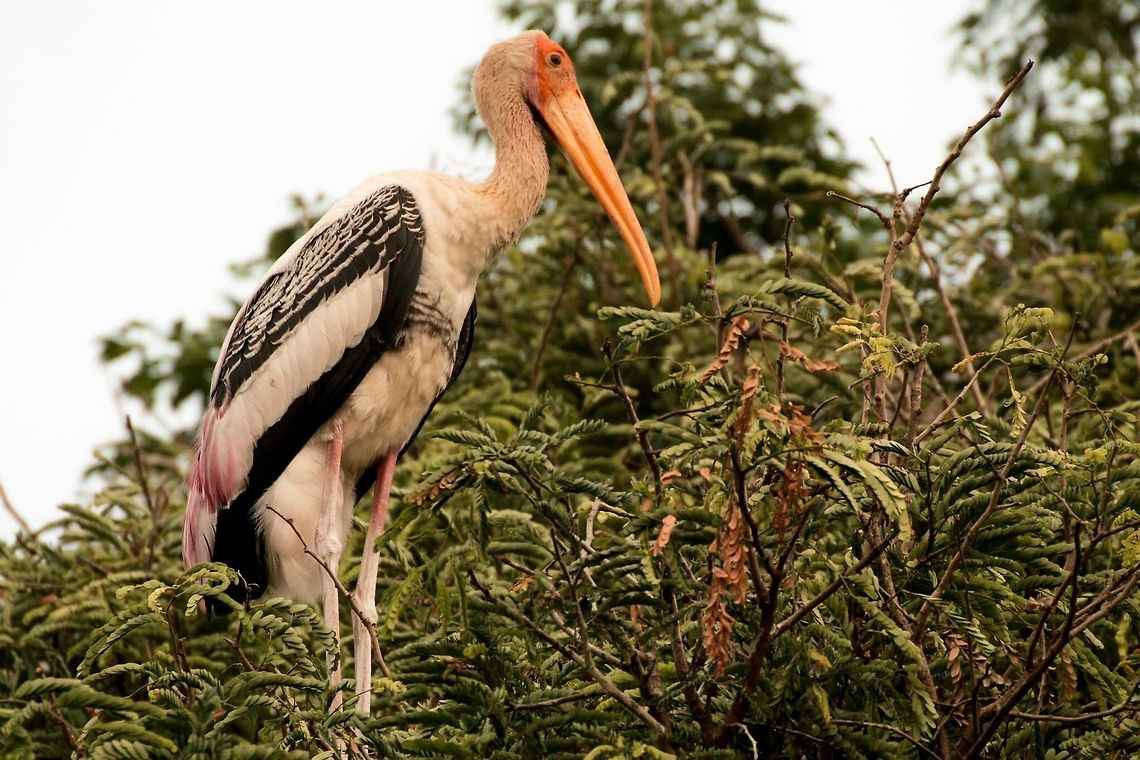Painted Stork on a Tree... He was quite imposing... Geotagged,India,Milky Stork,Mycteria cinerea,Mycteria leucocephala,Painted Stork
