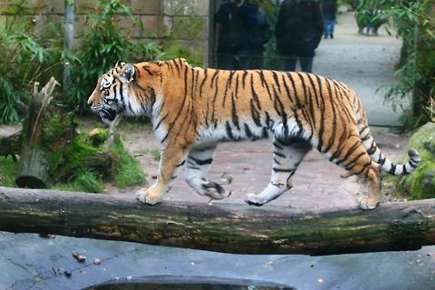 Amur Tiger Walking the Tightrope!! Amazing cats... Geotagged,Panthera tigris,Panthera tigris altaica,Siberian tiger,The Netherlands,Tiger