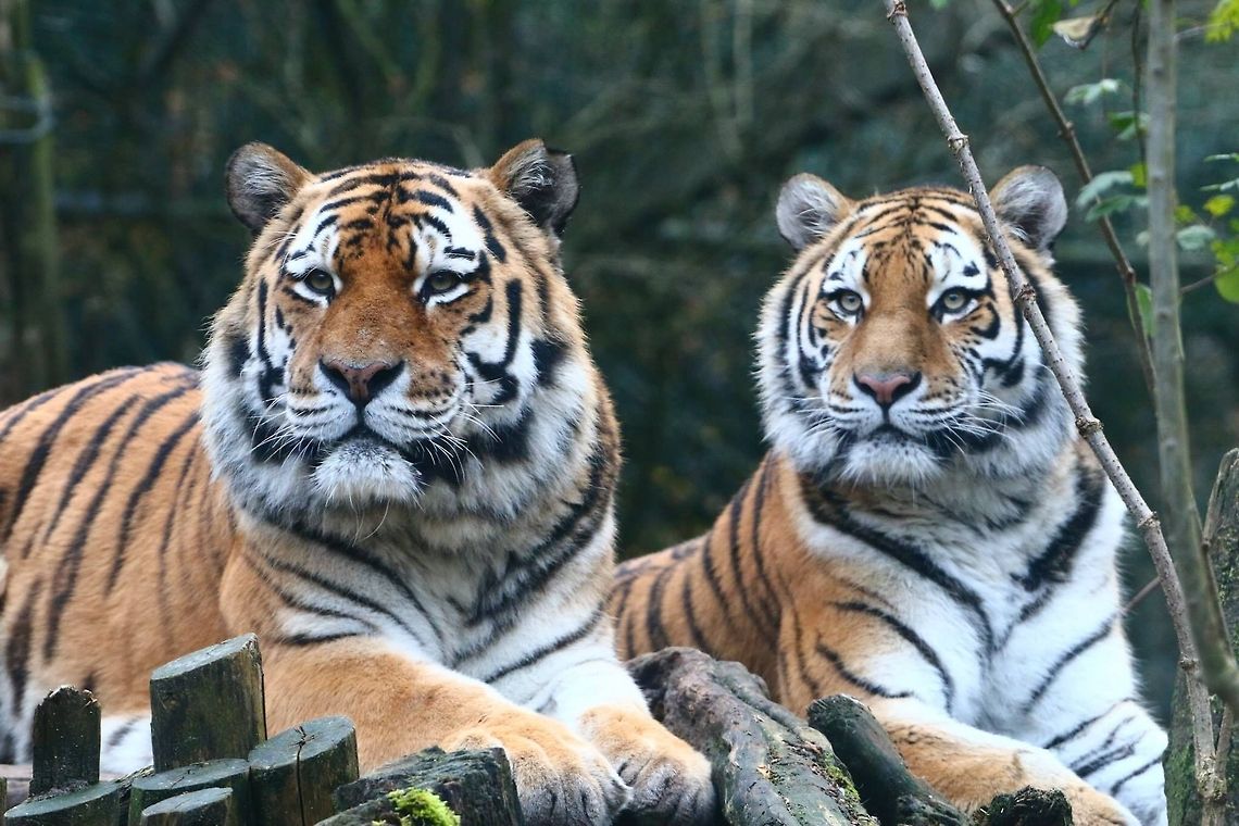 Siberian Tigers These two massive cats are the main attracting for me at Amersfoort Zoo Geotagged,Panthera tigris,Panthera tigris altaica,Siberian tiger,The Netherlands,Tiger