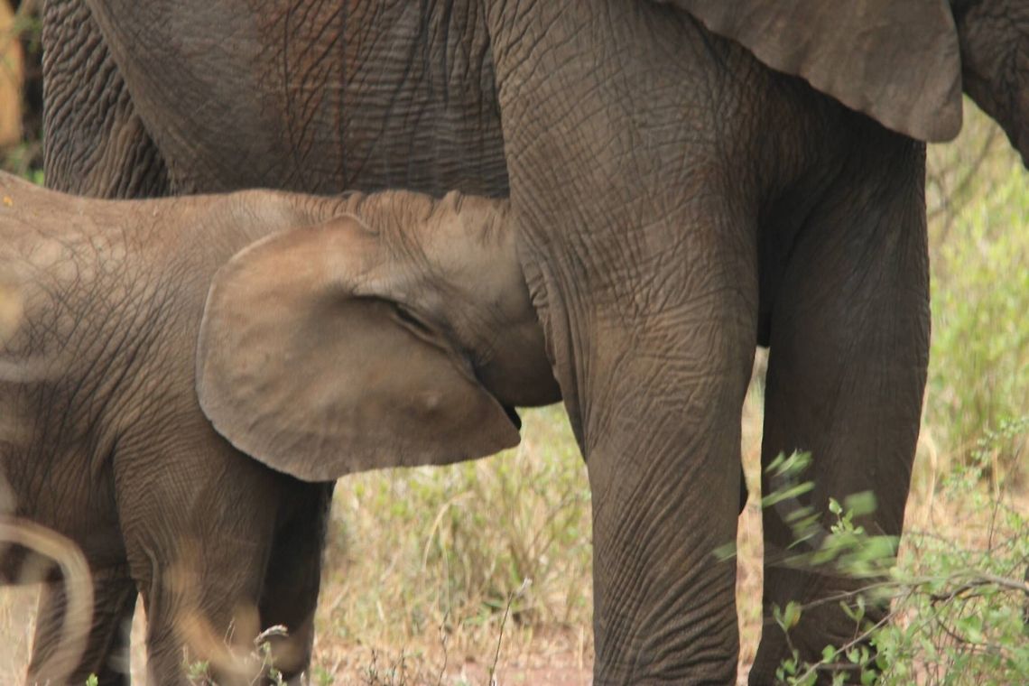 Suckling Calf... Very cute moment... African bush elephant,Geotagged,Loxodonta africana,Tanzania