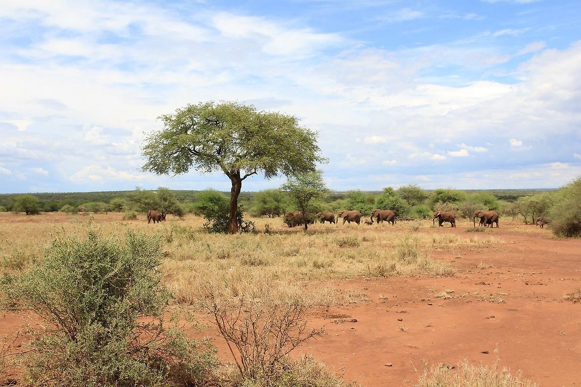 Elephant Parade! What a sight...trumpeting and parading elephants in the open plains... African bush elephant,Geotagged,Loxodonta africana,Tanzania