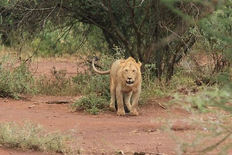 Scent Marking He was wary of the vehicles and continued with his scent marking... Geotagged,Lion,Panthera leo,Tanzania