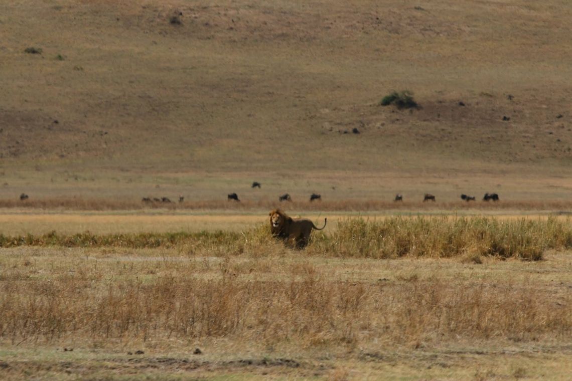 Lion Striking a Pose... He was getting ready to face off with another male 50 feet away in the open plains... Geotagged,Lion,Panthera leo,Tanzania