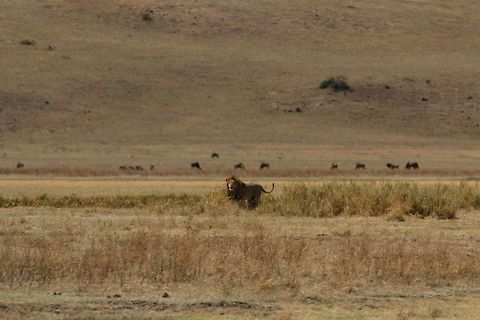Lion Striking a Pose... He was getting ready to face off with another male 50 feet away in the open plains... Geotagged,Lion,Panthera leo,Tanzania